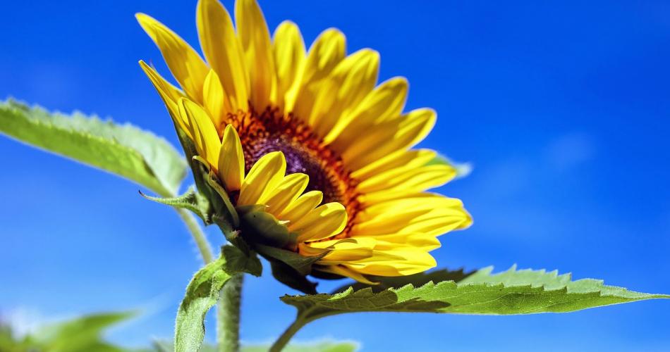 Sonnenblume